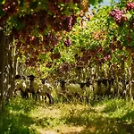 Agroturismo, Uva Dulce