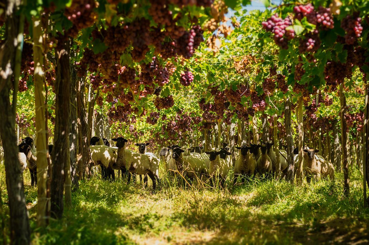 Agroturismo Uva Dulce Estadia no rancho