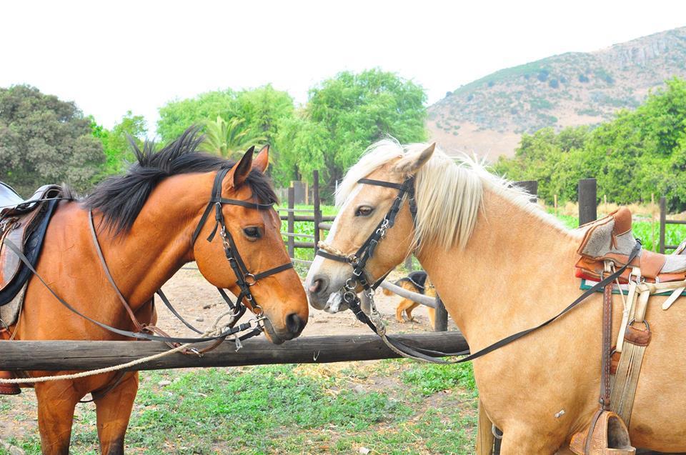 Agroturismo Uva Dulce *