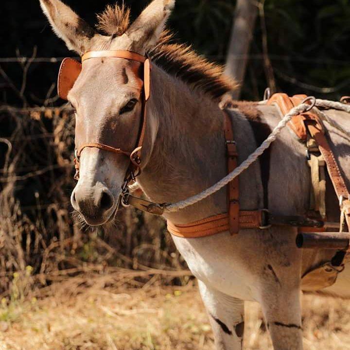 Agroturismo Uva Dulce Santiago